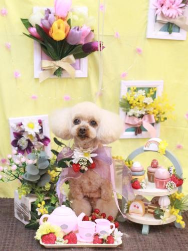 20230326マロンちゃん